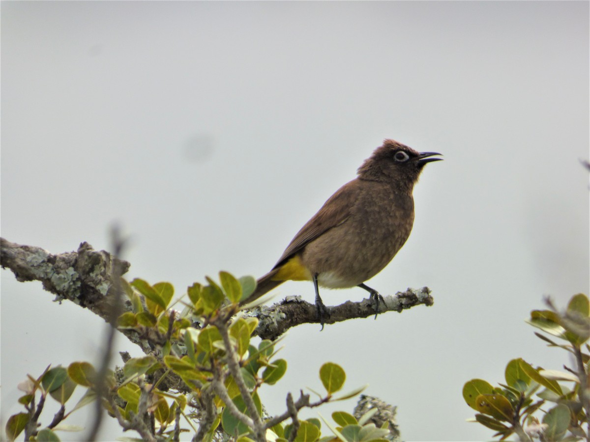 Cape Bulbul - ML188121471