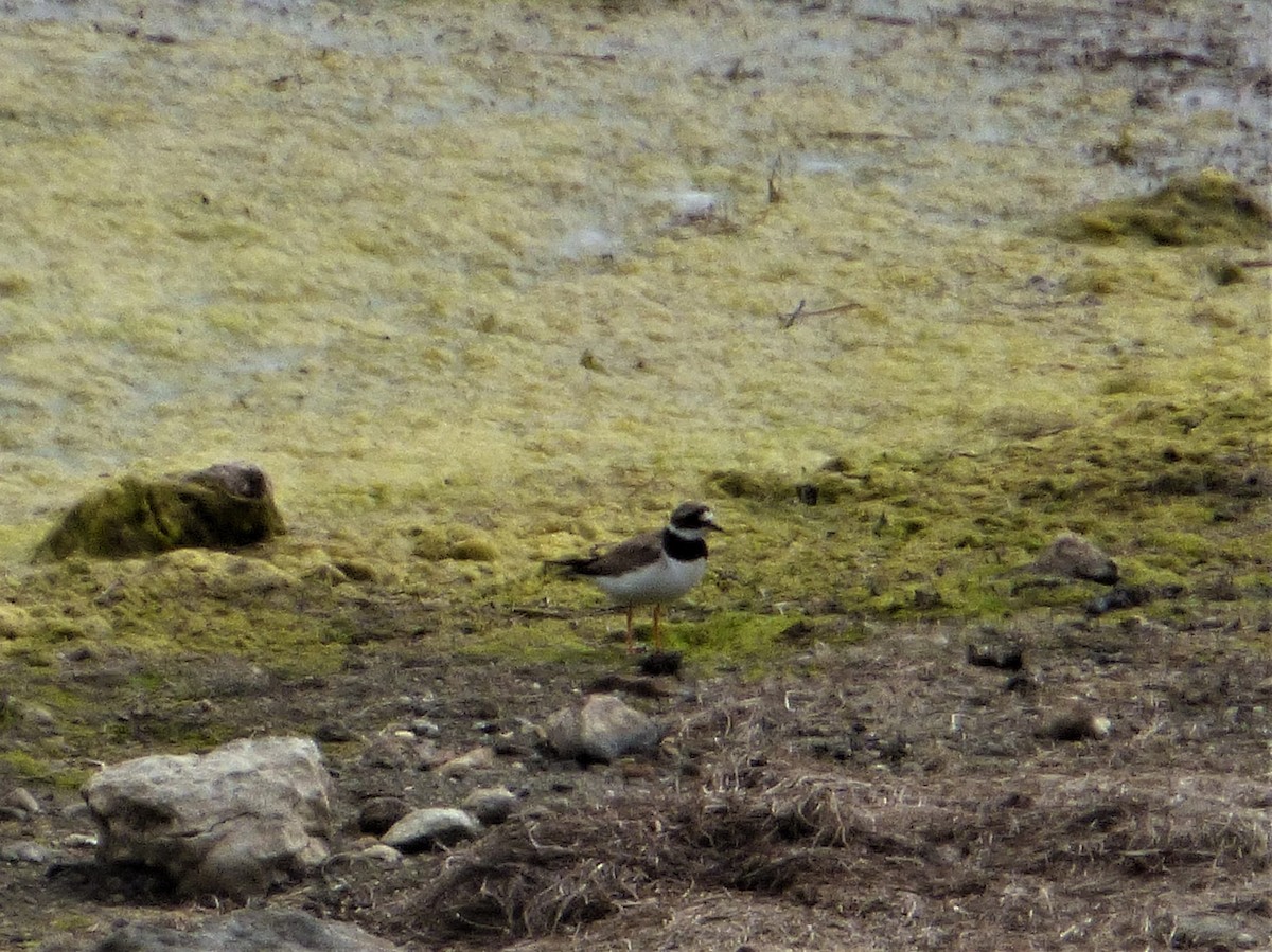 Common Ringed Plover - Mike Tuer