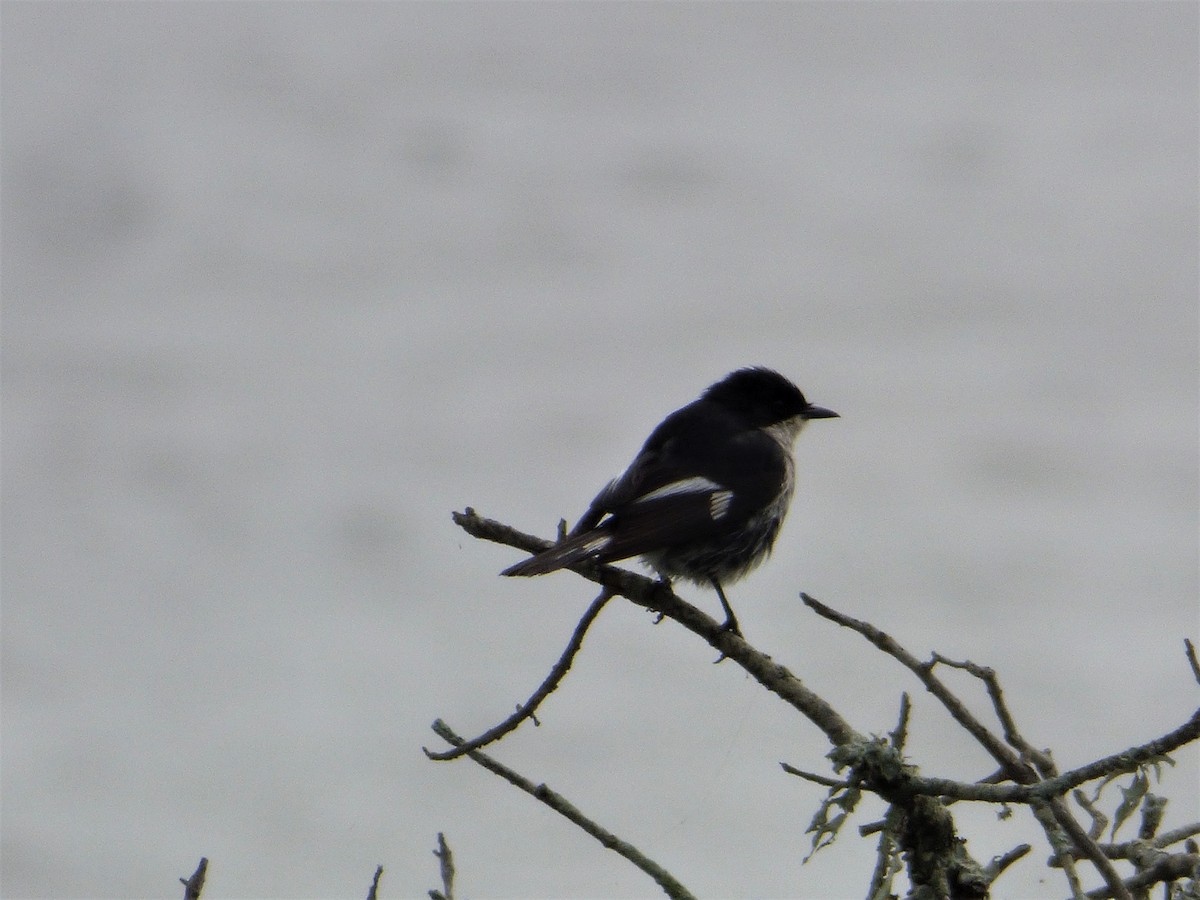 Southern Boubou - Mike Tuer