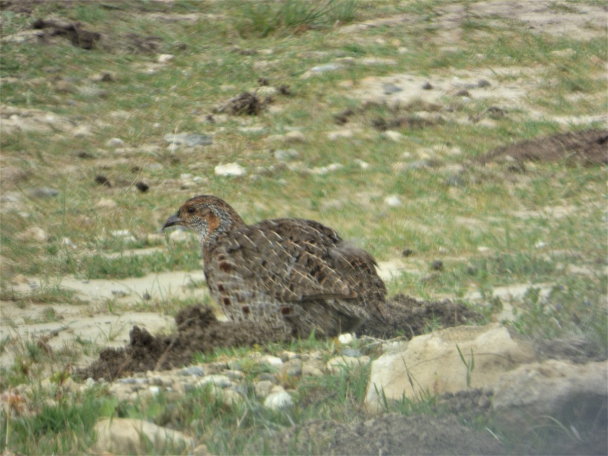 Cape Spurfowl - Mike Tuer