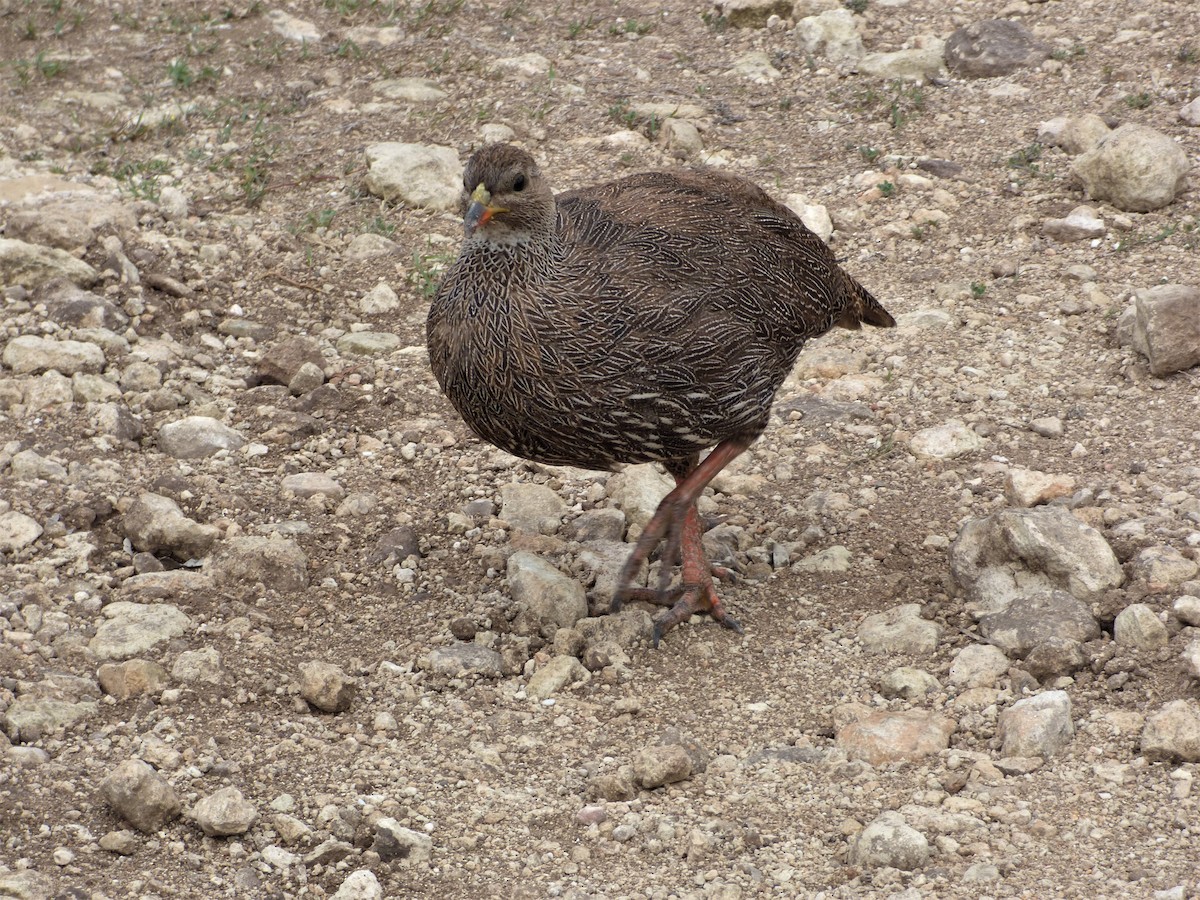 Cape Spurfowl - ML188122201