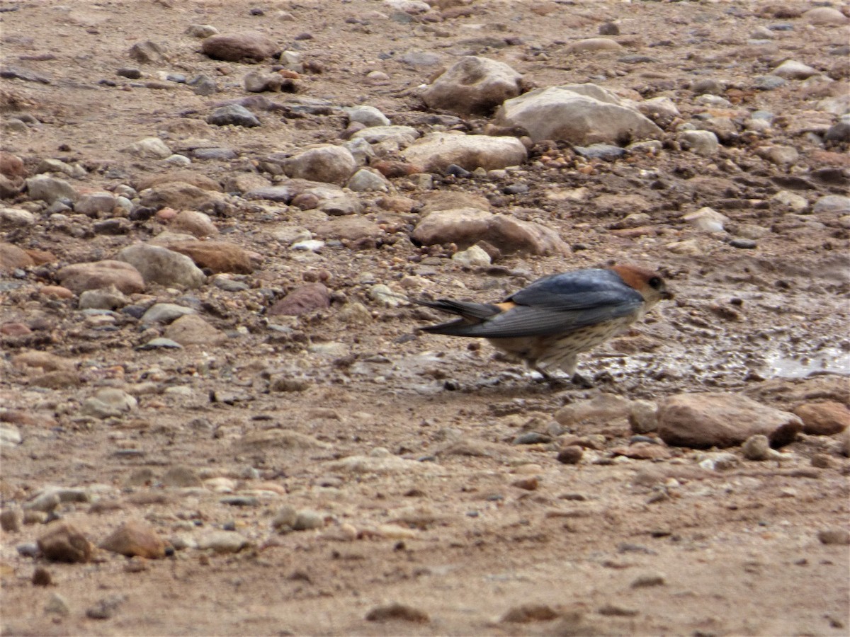 Golondrina Cabecirrufa - ML188122381