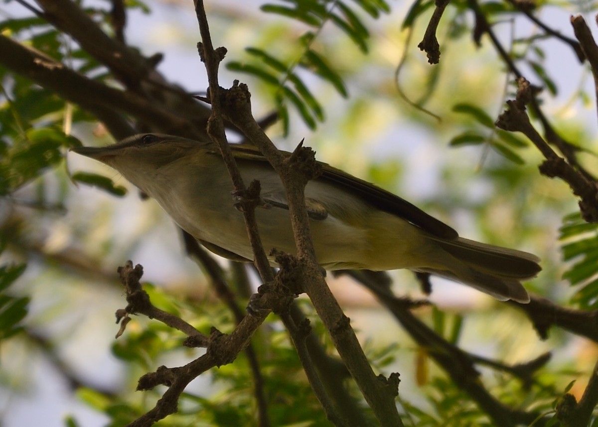 brunøyevireo - ML188122641