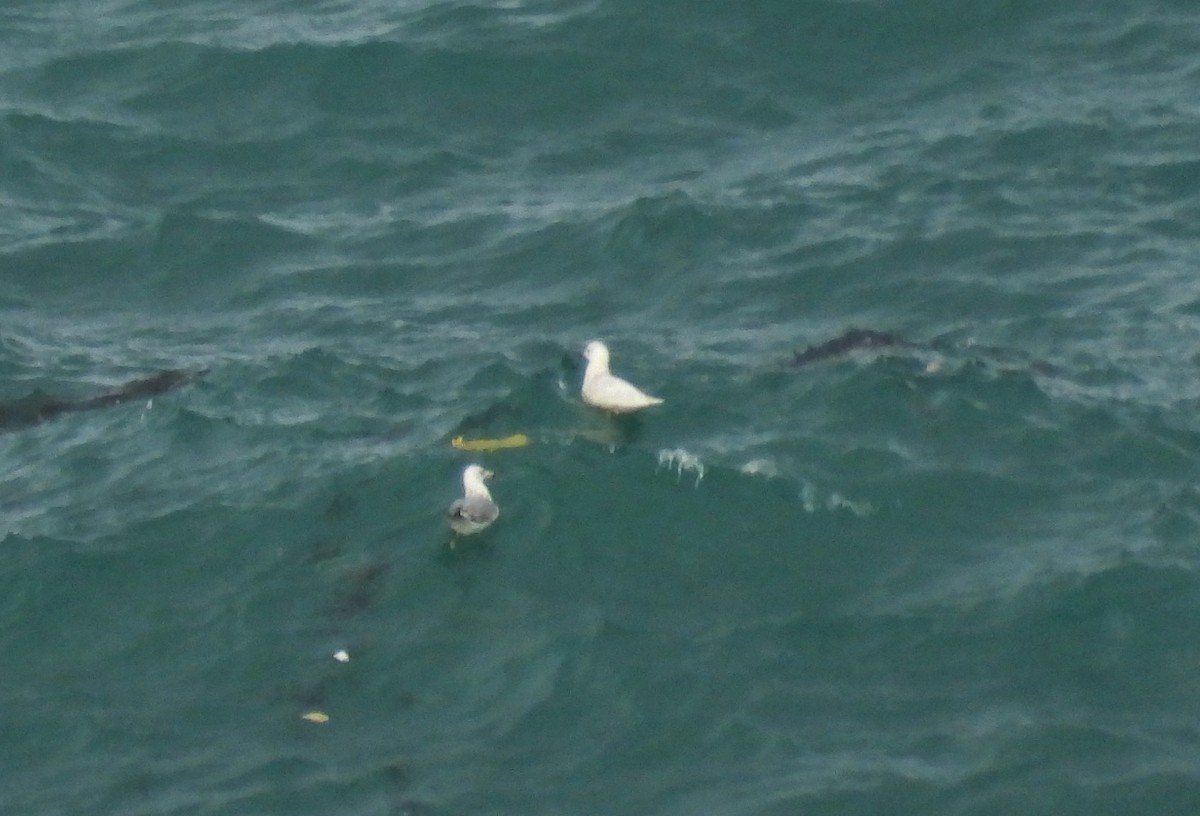 Iceland Gull (glaucoides) - ML188124221