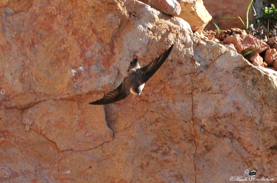 Eurasian Crag-Martin - Carl  Hawker