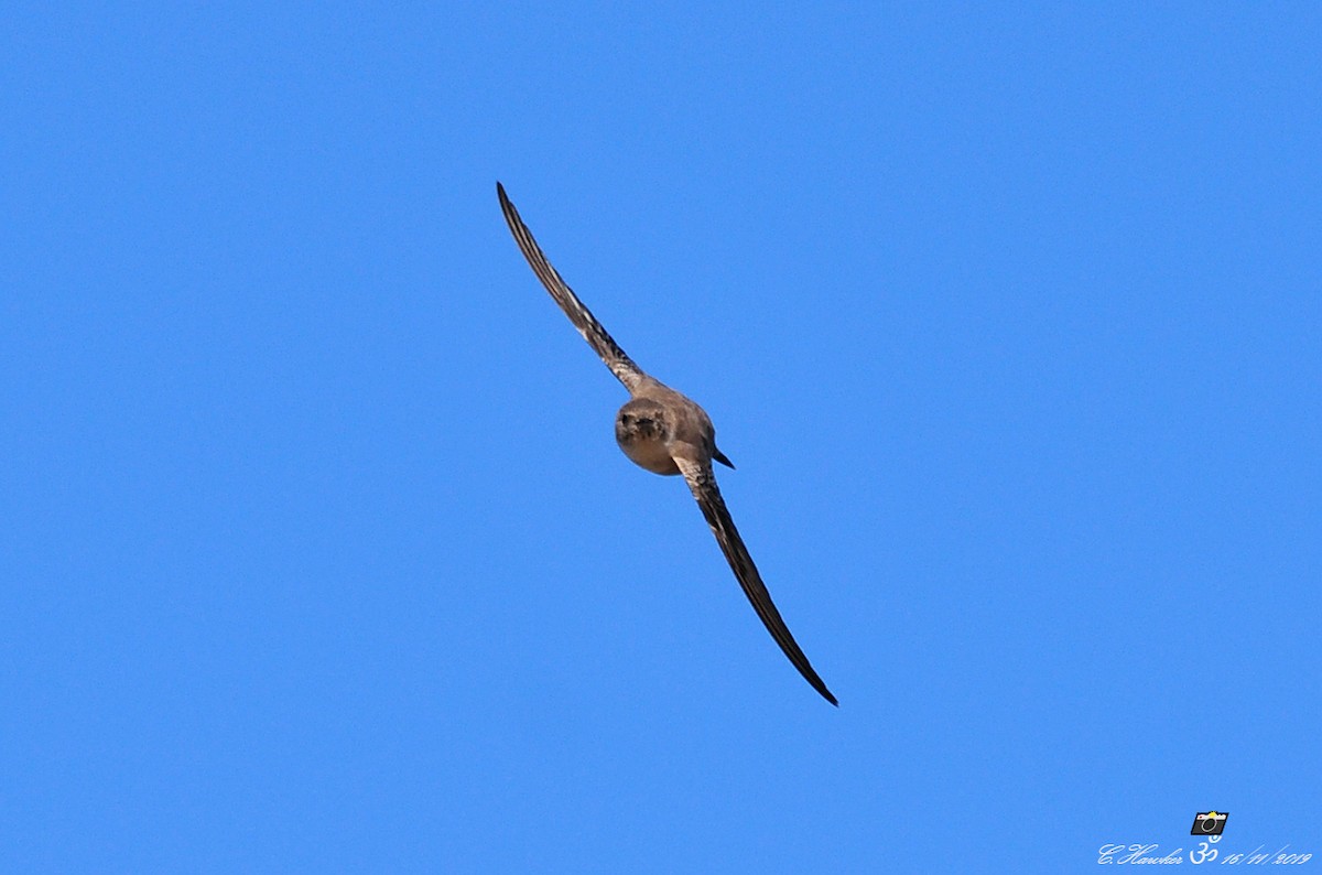 Eurasian Crag-Martin - ML188124881