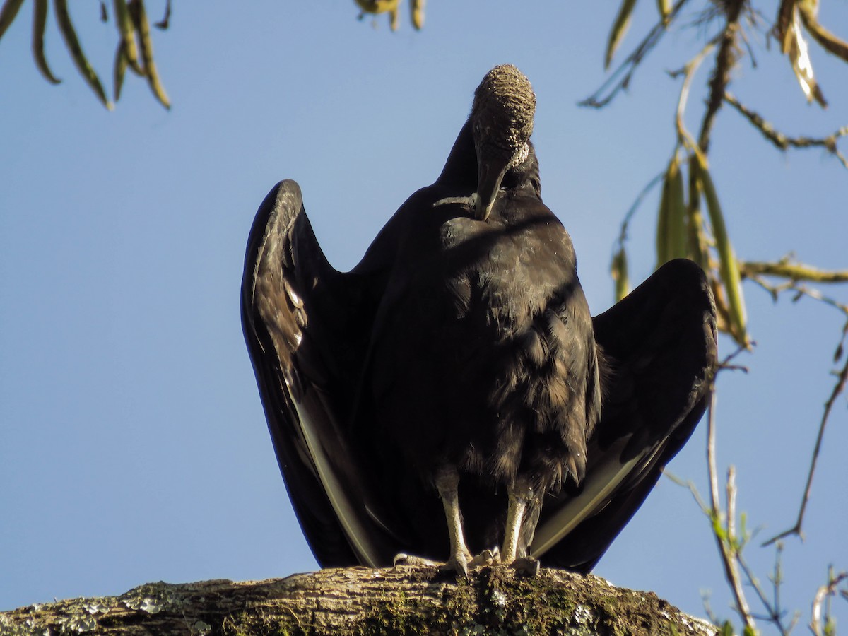 Black Vulture - Rafaela Wolf de Carvalho