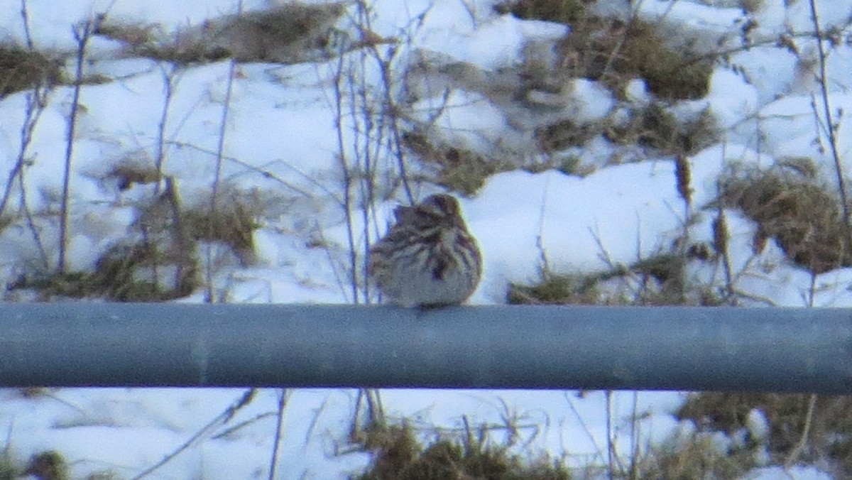 Song Sparrow - ML188130381