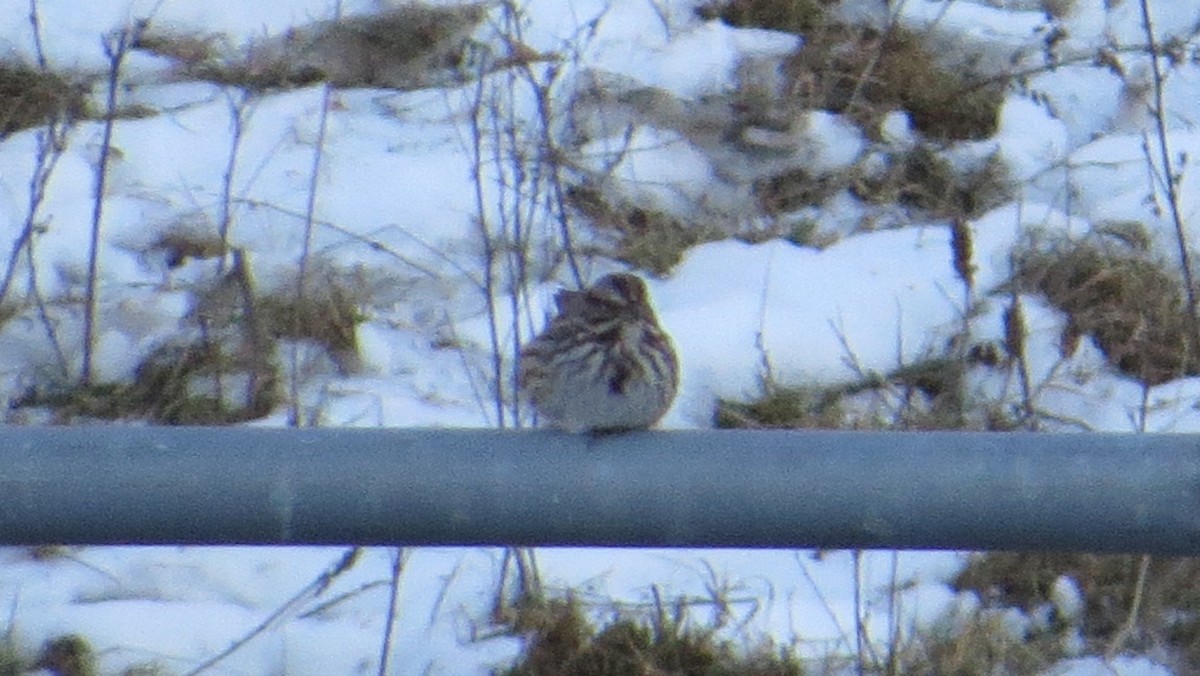 Song Sparrow - G & B