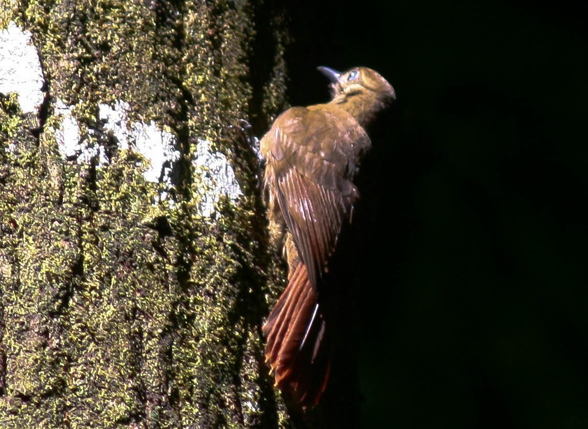 Plain-brown Woodcreeper - ML188130961