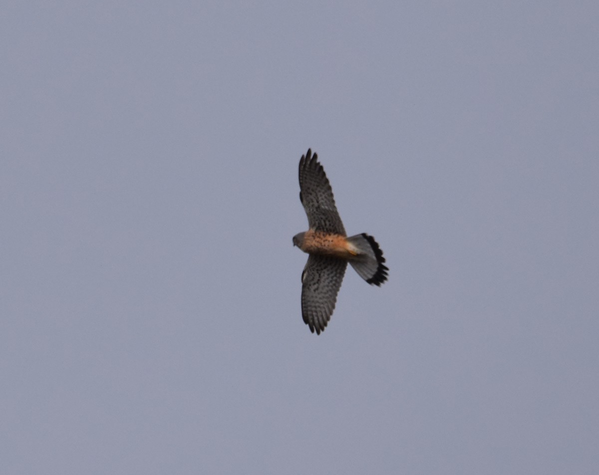 Eurasian Kestrel (Canary Is.) - A Emmerson