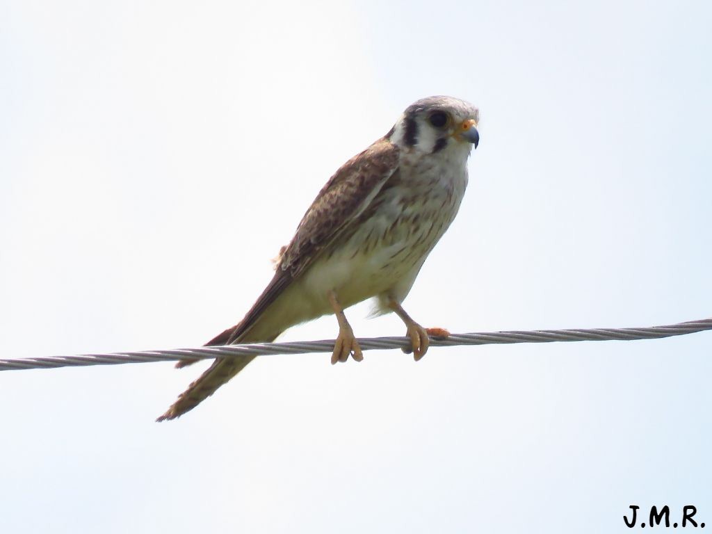 American Kestrel - ML188134231