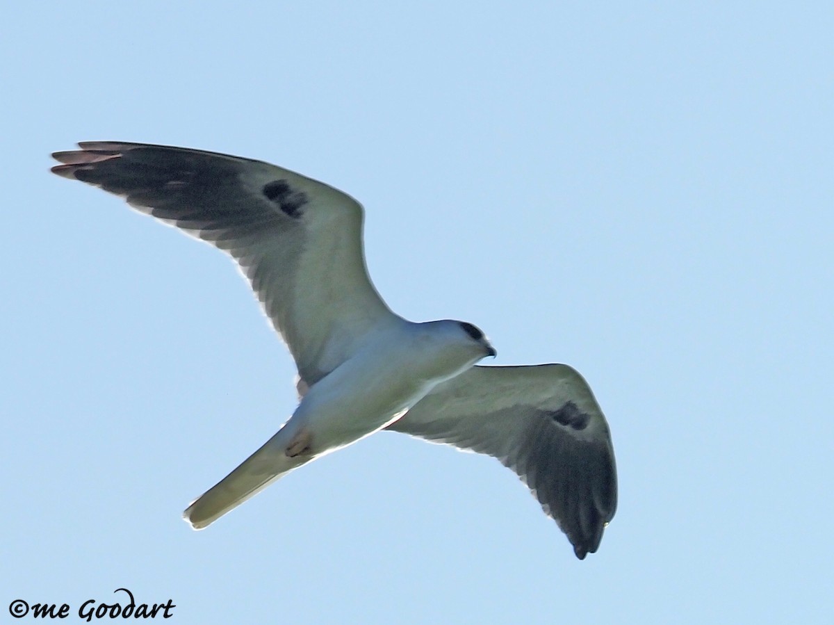White-tailed Kite - ML188134381