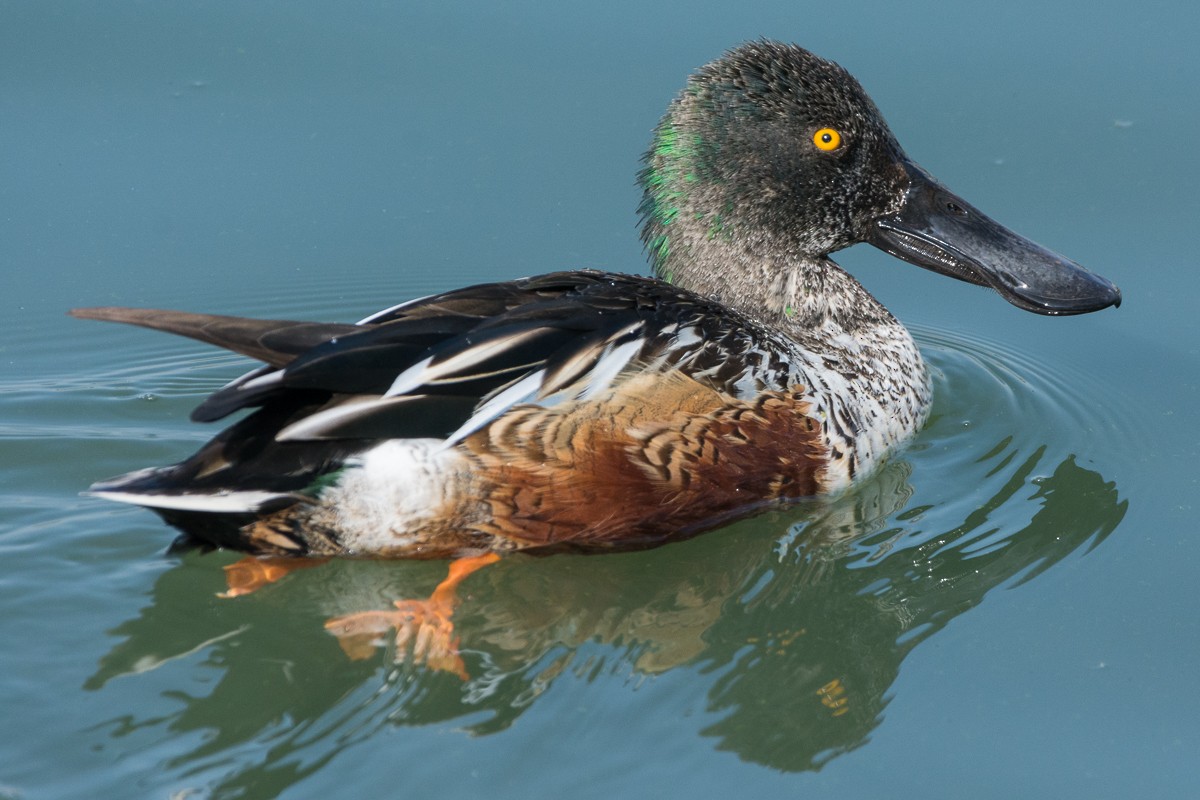 Northern Shoveler - Juan Miguel Artigas Azas