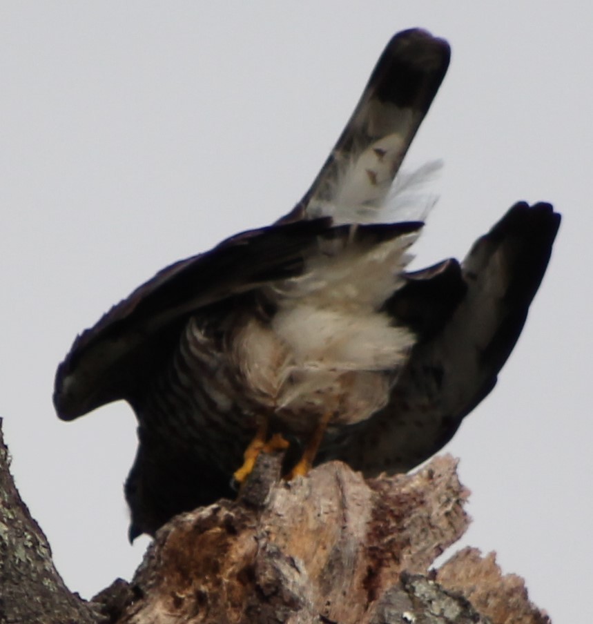 Broad-winged Hawk - Beau Yeiser