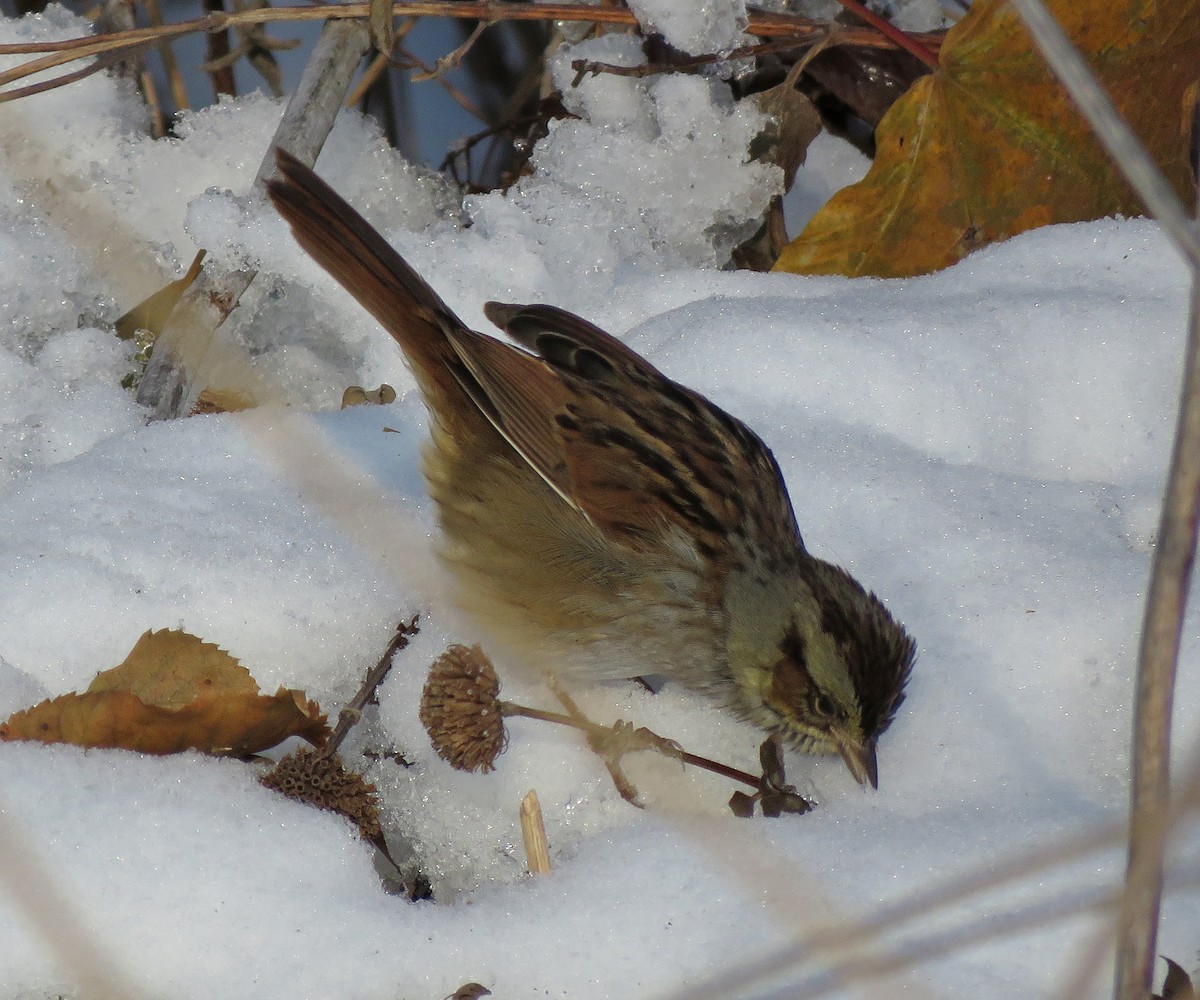 Swamp Sparrow - ML188139071