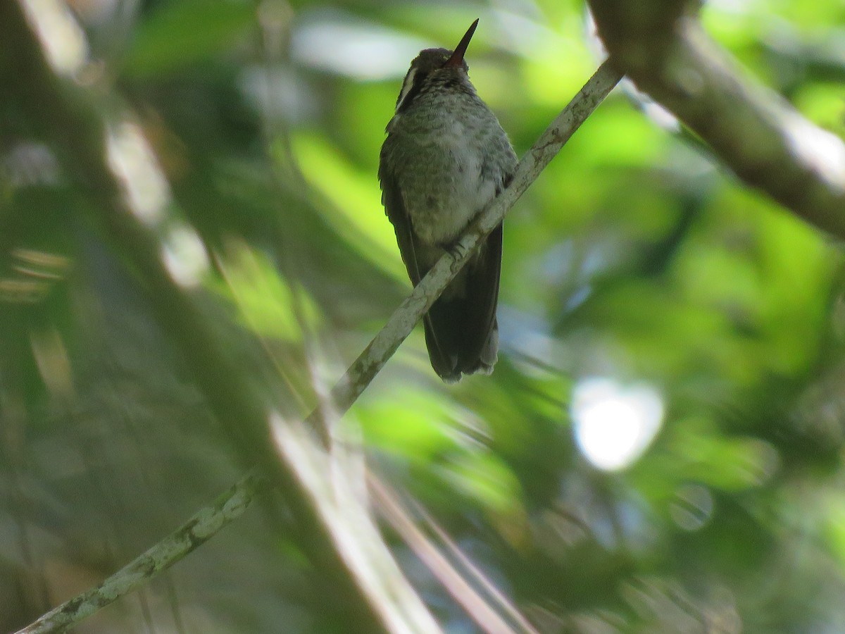 kolibřík salvadorský - ML188141011