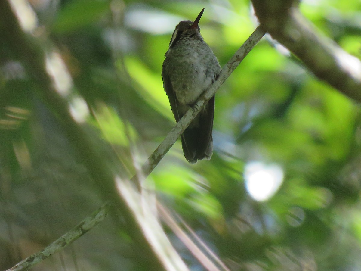 Green-throated Mountain-gem - Hermes Vega