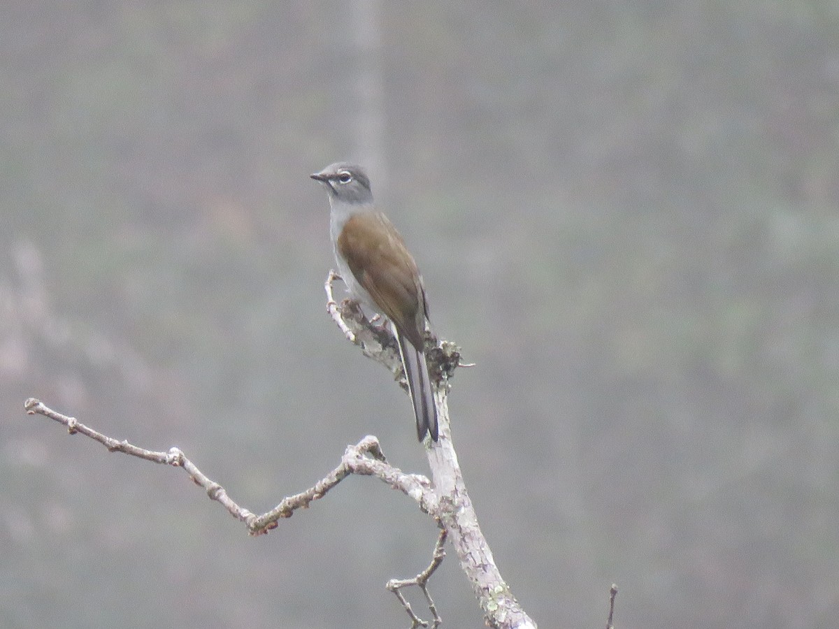 Brown-backed Solitaire - Hermes Vega