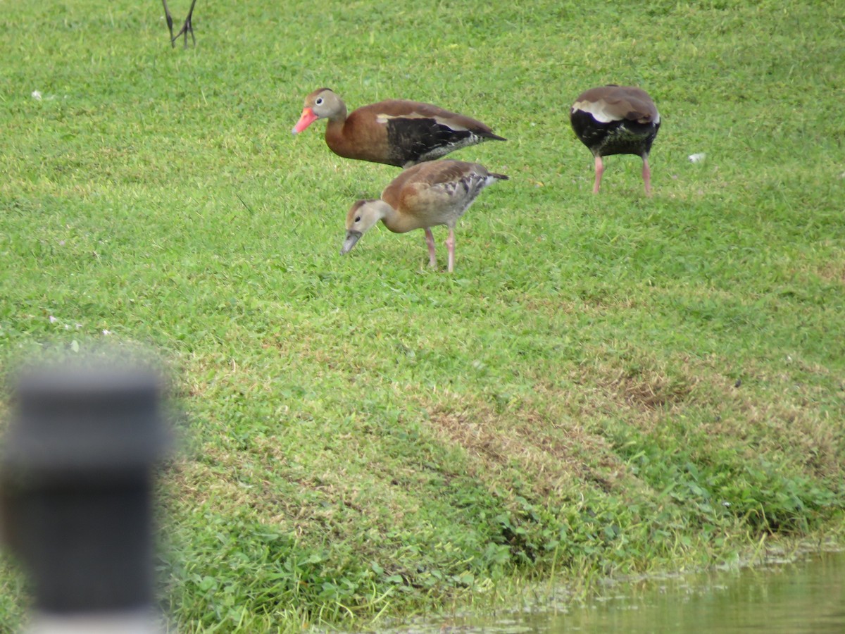 Black-bellied Whistling-Duck - ML188141621