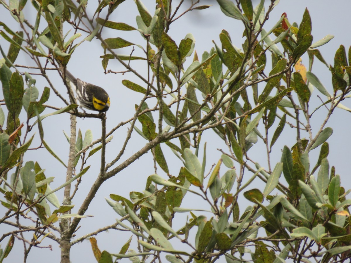 Golden-cheeked Warbler - ML188141751