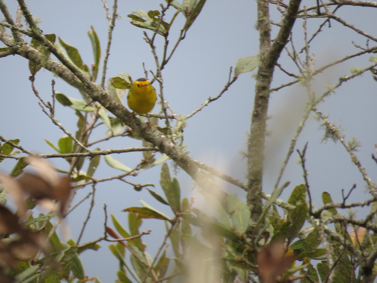 Wilson's Warbler - ML188141791