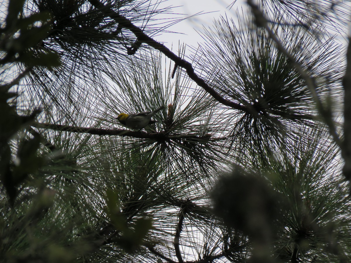 Hermit Warbler - ML188141811