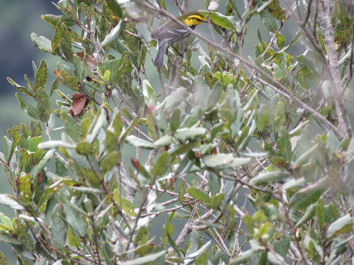 Black-throated Green Warbler - Hermes Vega