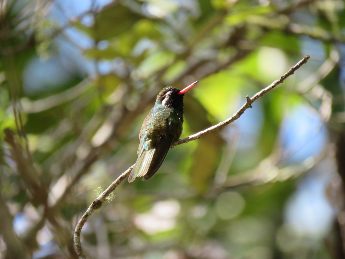 Colibri à oreilles blanches - ML188142181