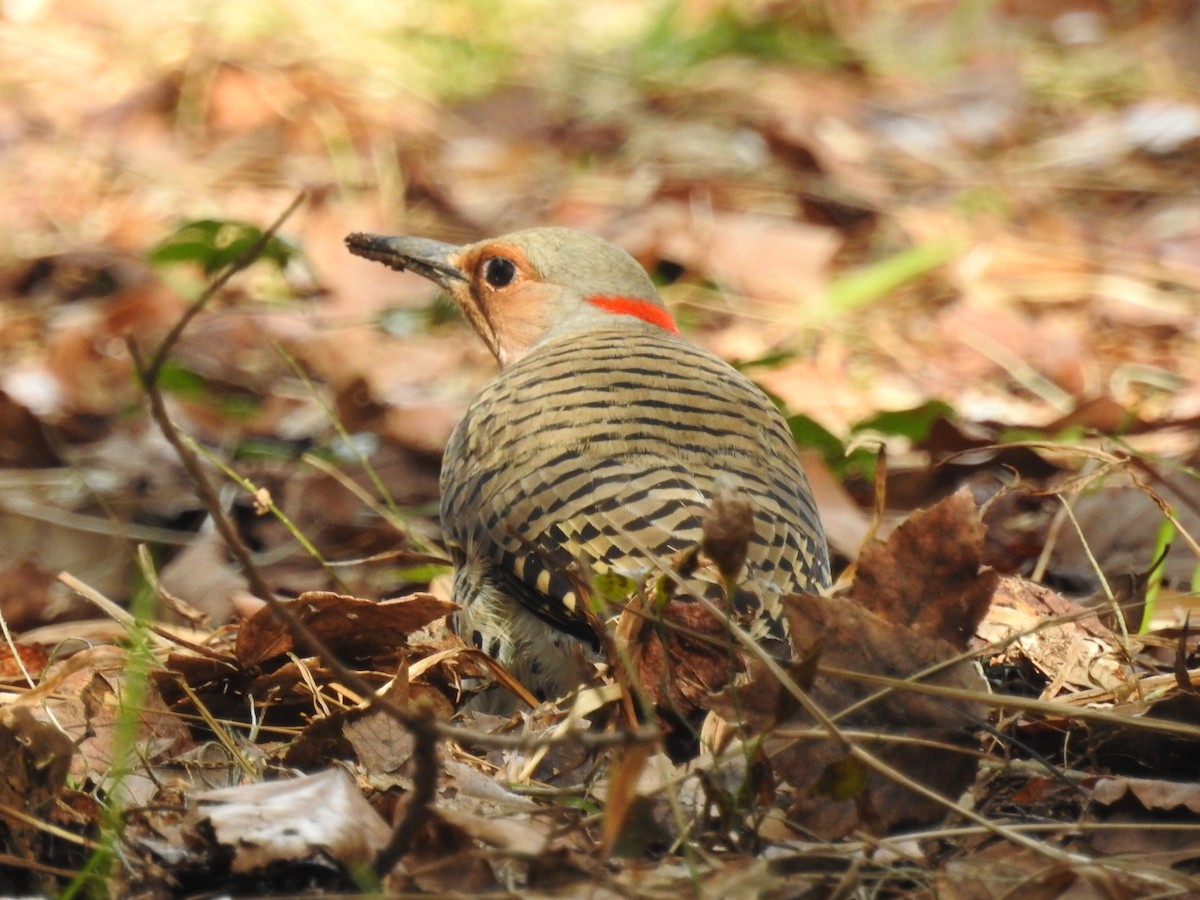 Northern Flicker - ML188143071