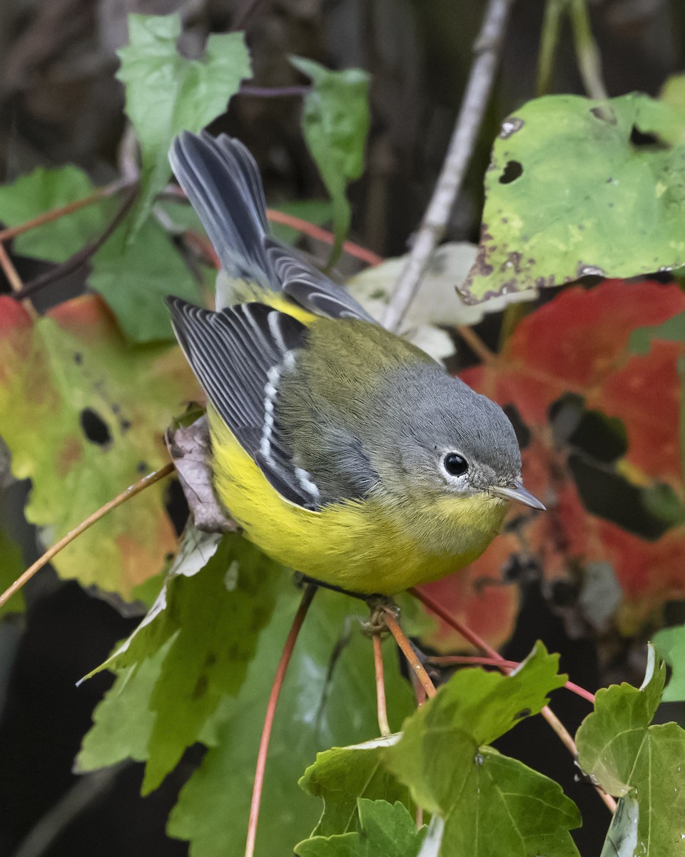 Magnolia Warbler - ML188143181