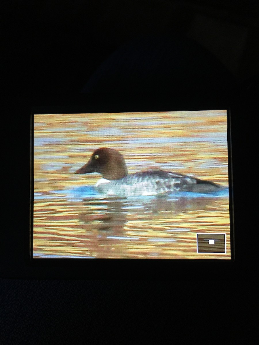 Common Goldeneye - ML188145541