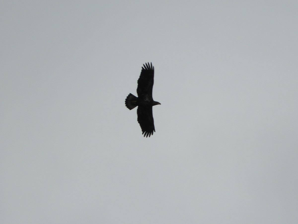 Bald Eagle - ML188145671