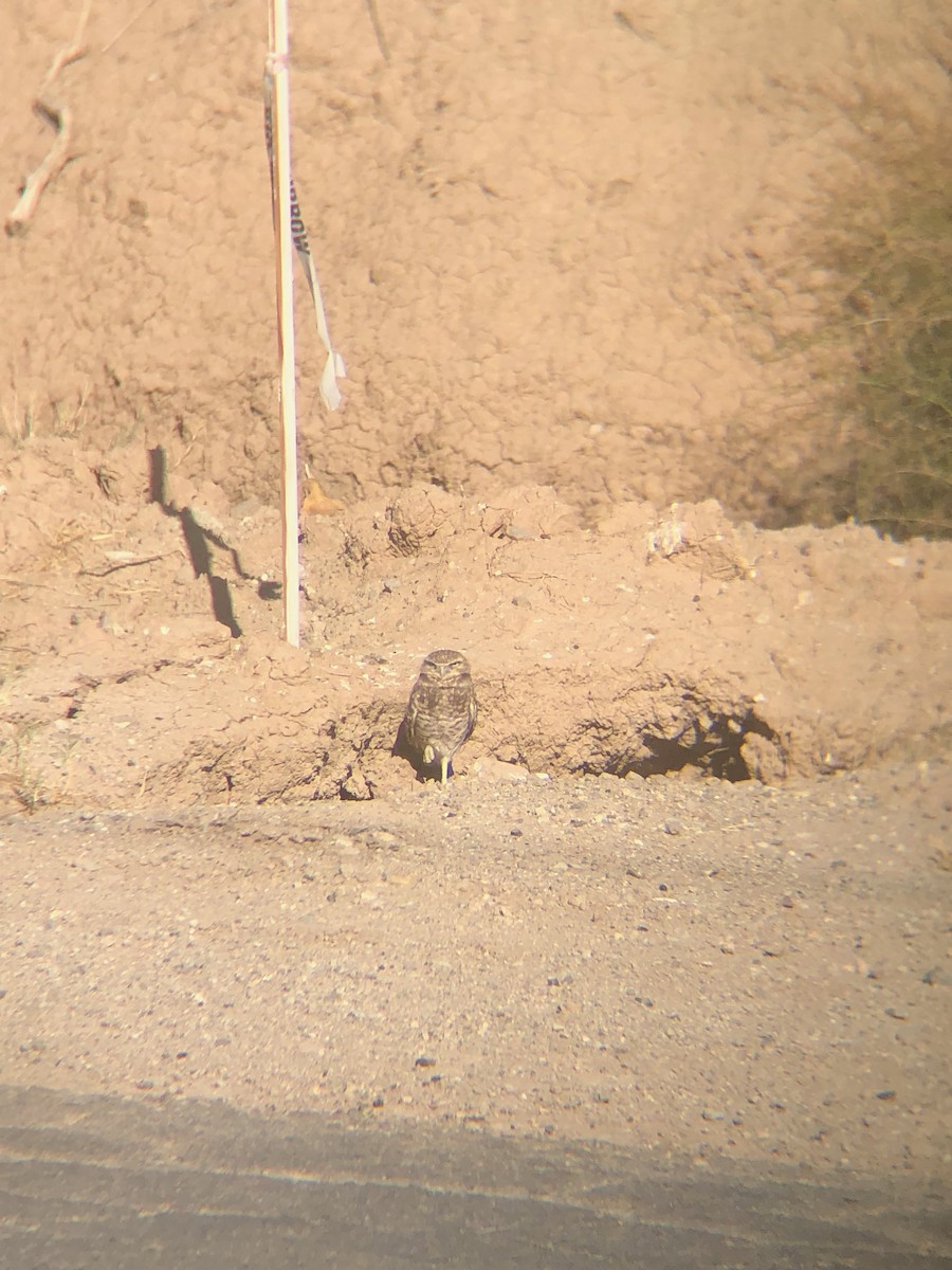 Burrowing Owl - ML188145751