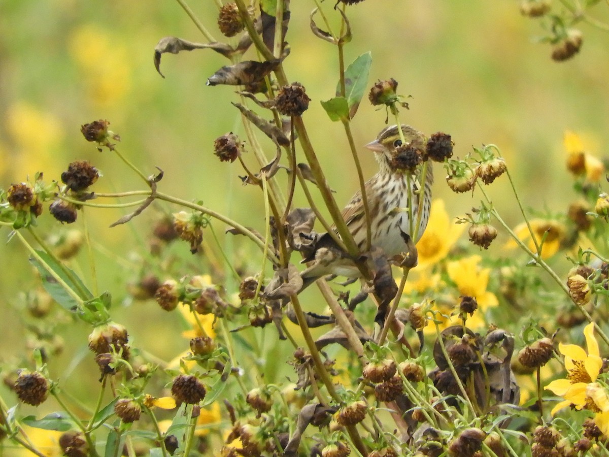Savannah Sparrow - ML188145911