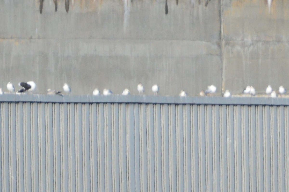 Lesser Black-backed Gull - ML188150301