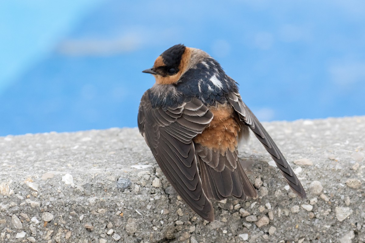 Cave Swallow - Brett Hoffman
