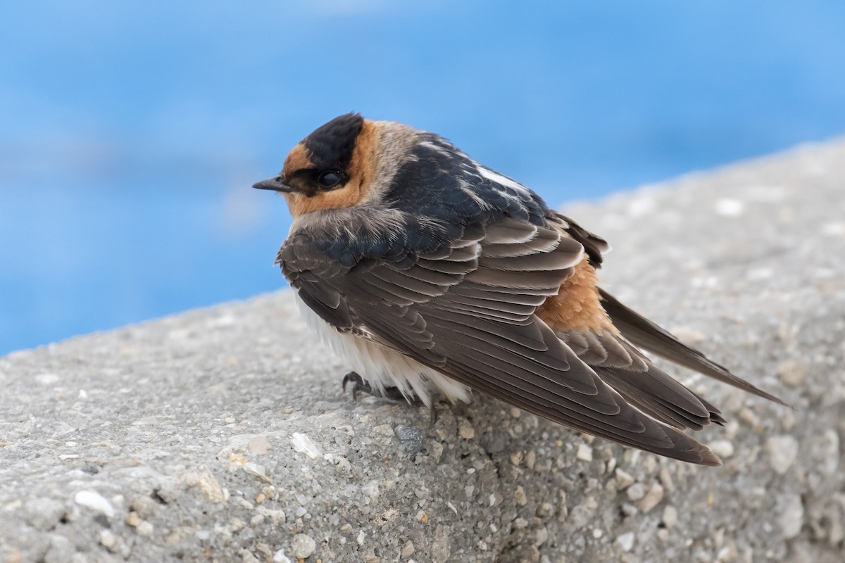 Cave Swallow - Brett Hoffman
