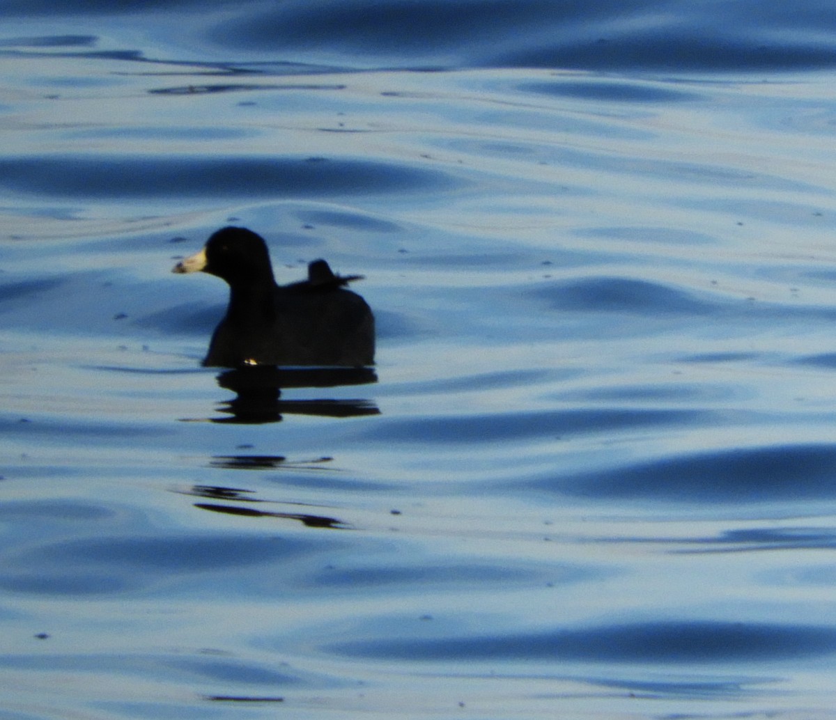 American Coot - ML188152991