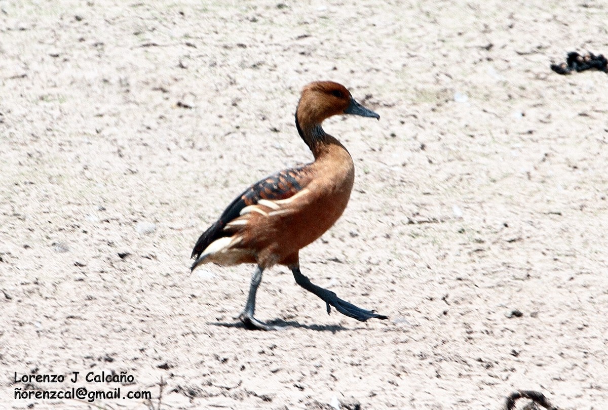 Dendrocygne fauve - ML188153701