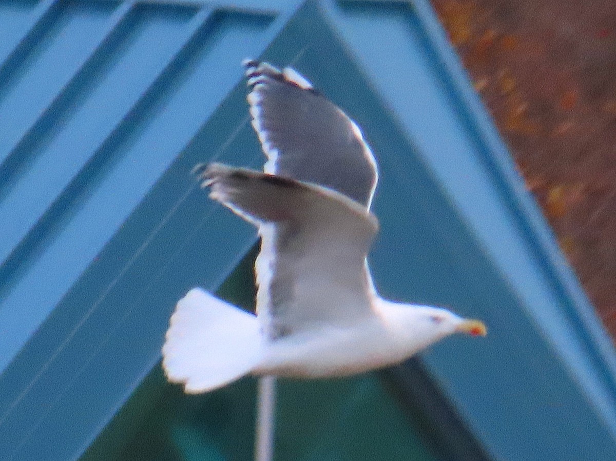 Great Black-backed x Glaucous Gull (hybrid) - ML188154861