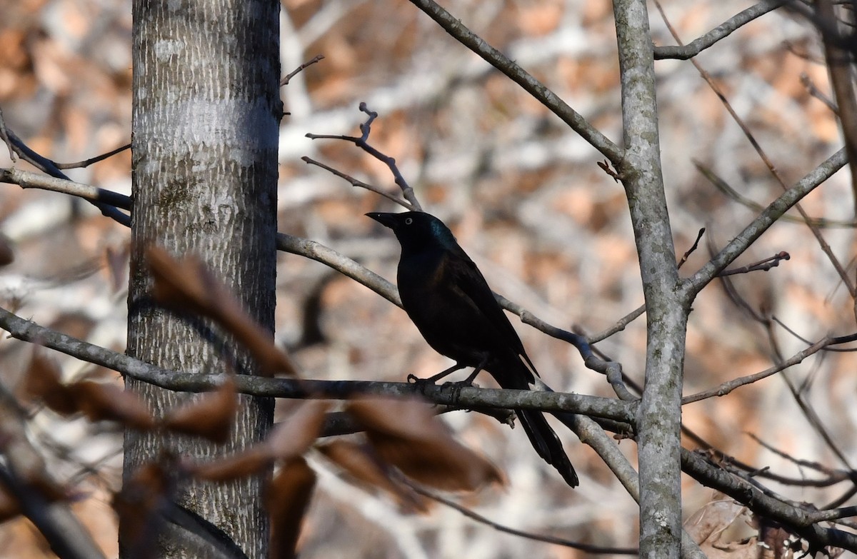 Common Grackle - ML188155971