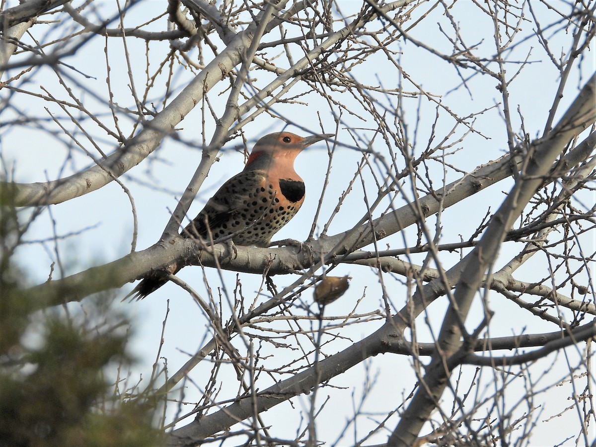 Northern Flicker (Yellow-shafted) - ML188156011