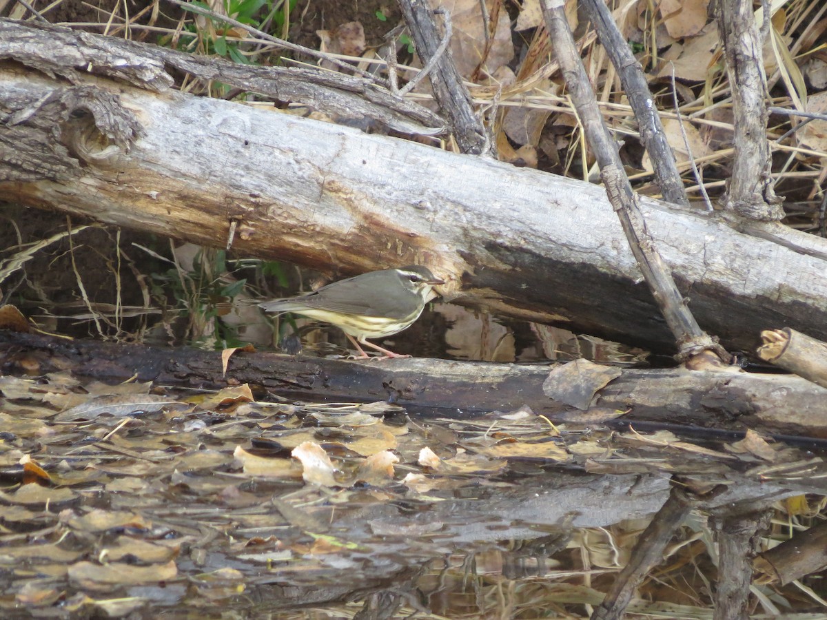 Reinita Charquera de Luisiana - ML188157341