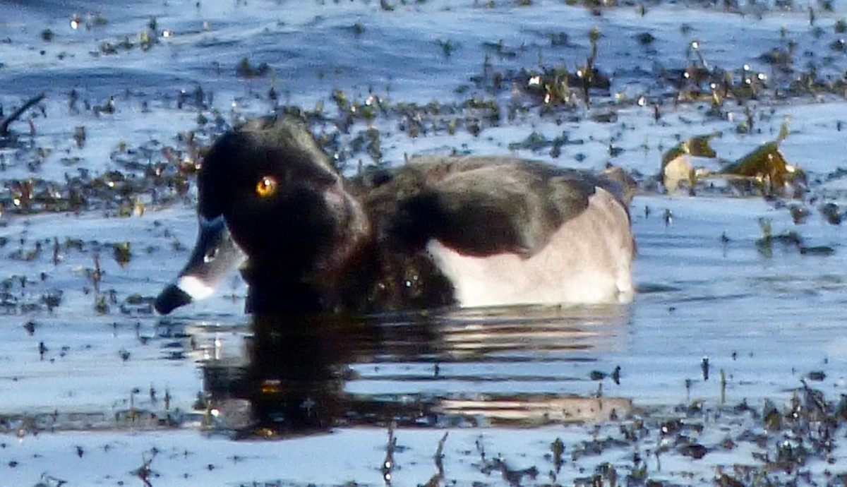 Ring-necked Duck - ML188158831