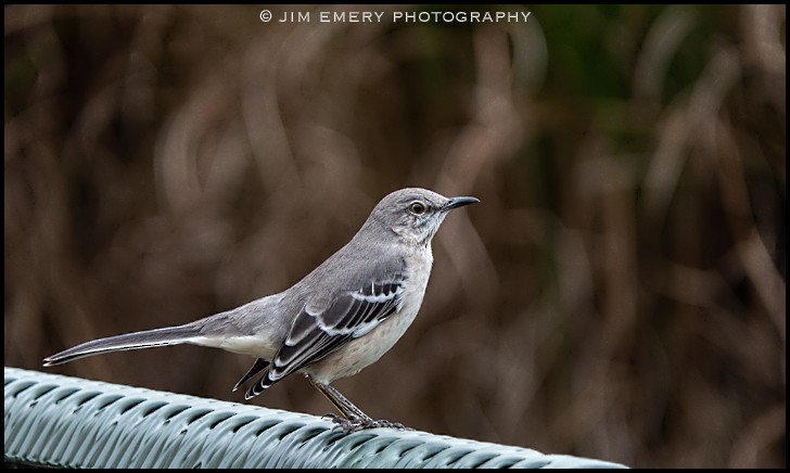 sangspottefugl - ML188159151