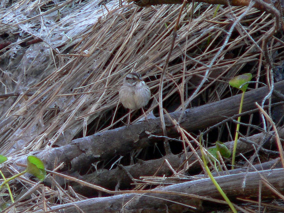 Swamp Sparrow - ML188160881