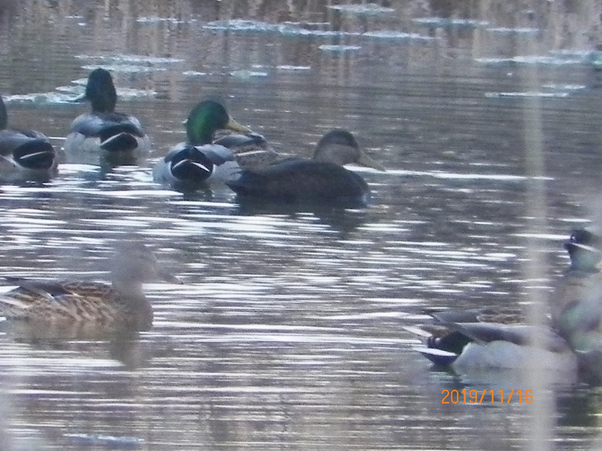 American Black Duck - Matthew Juskowich