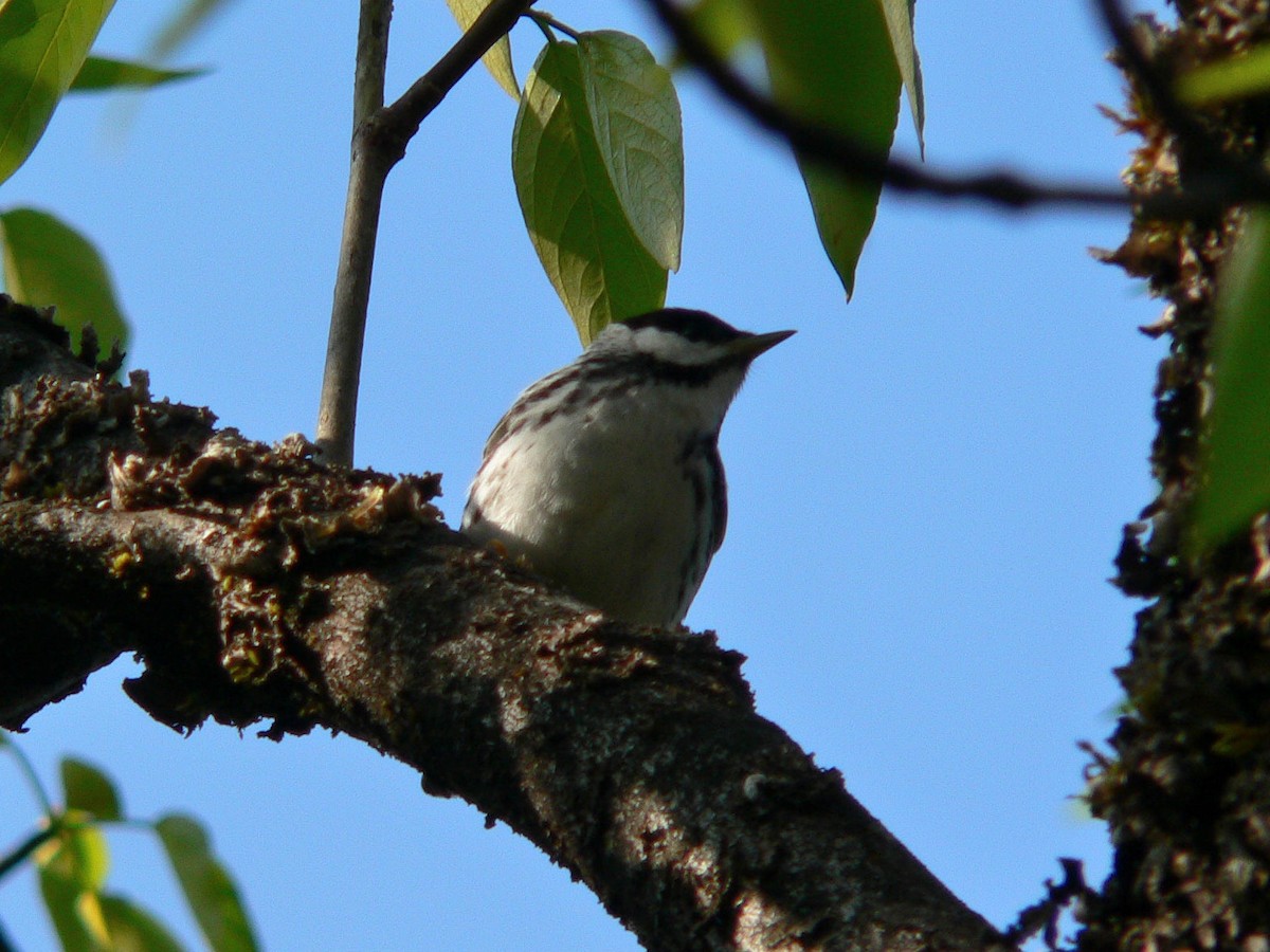 Streifenwaldsänger - ML188162801