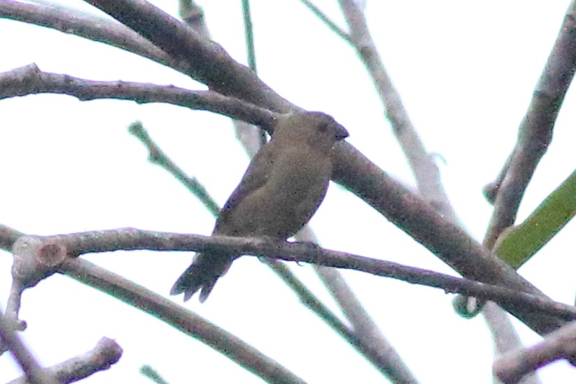 Thick-billed Seed-Finch - Mark L. Hoffman